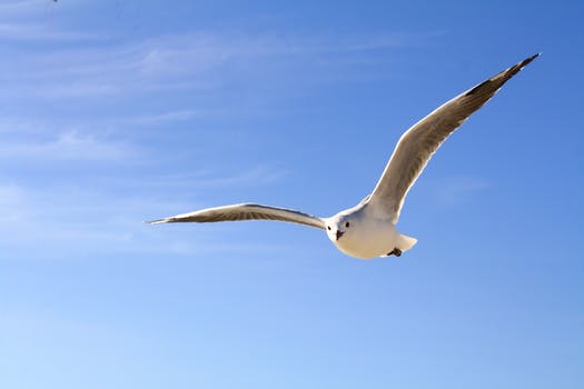 gull-sky-blue-fly-50685.jpeg