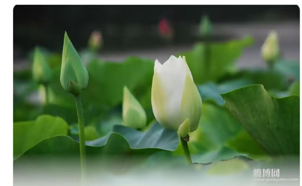 自夸人的七个特征