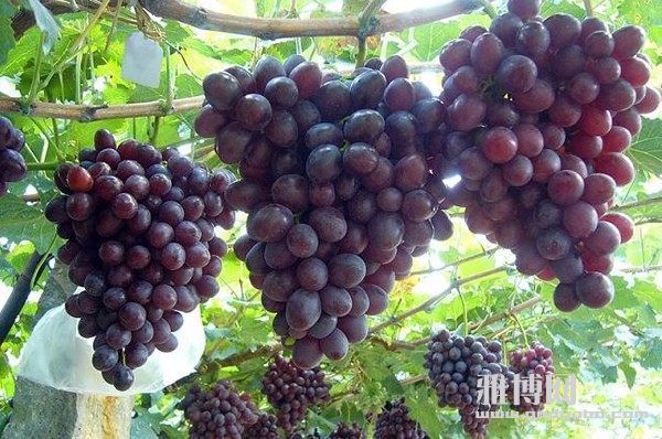 u=1296579773,1110113053&fm=175&s=82A2FAA20A4230C44B9